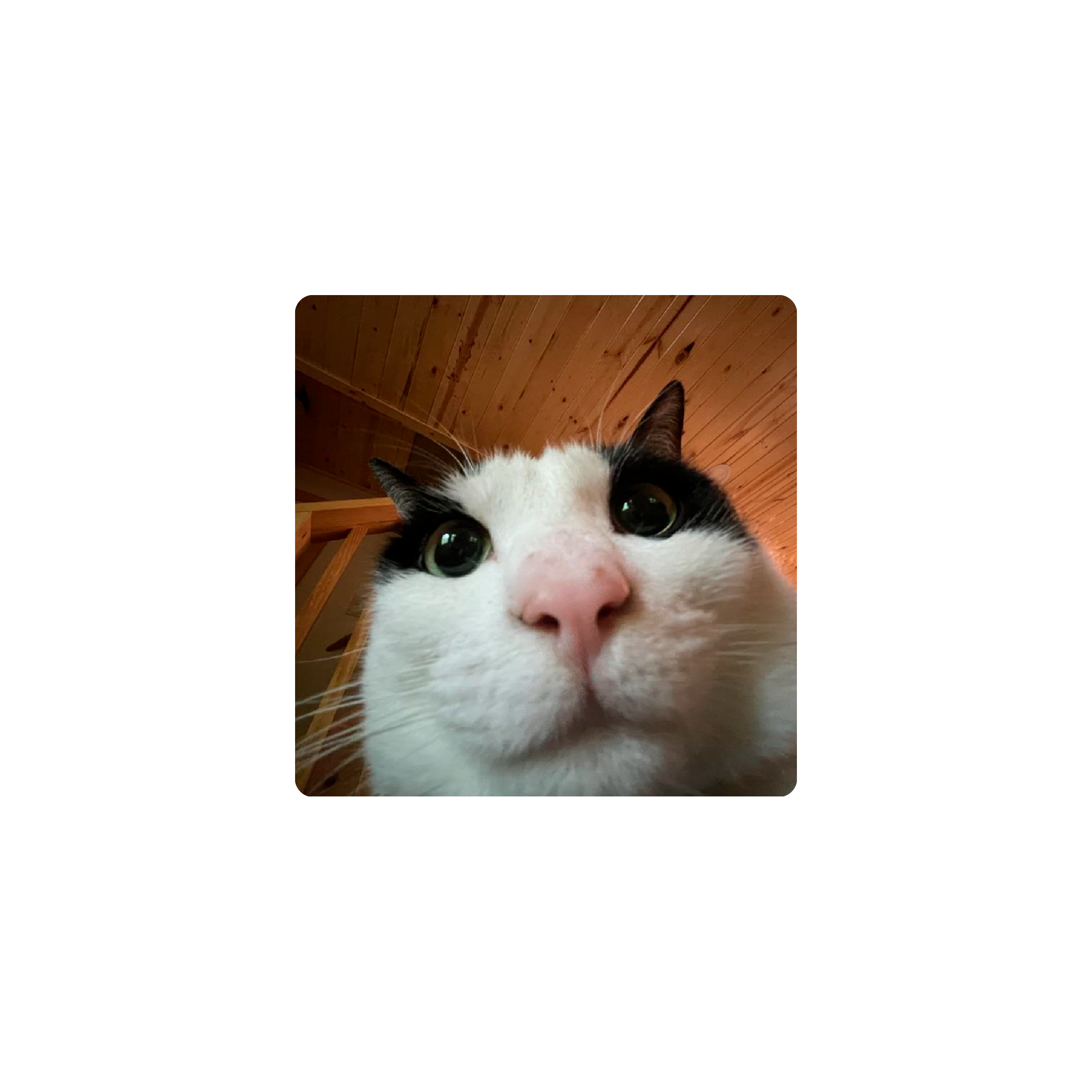 Mousepad Gato 25x25 Classic | Custom