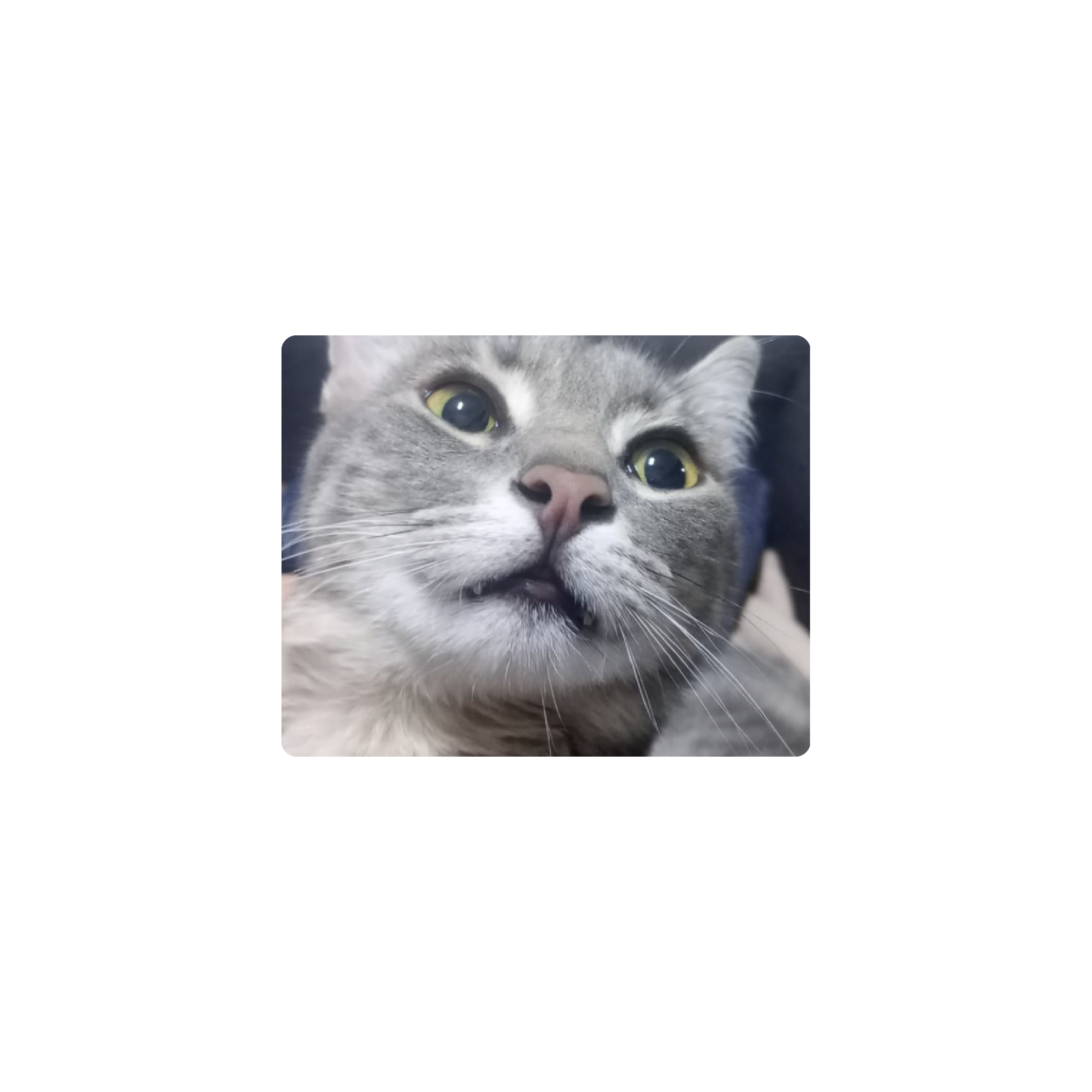 Mousepad Gato fachero 50x40 Classic | Custom