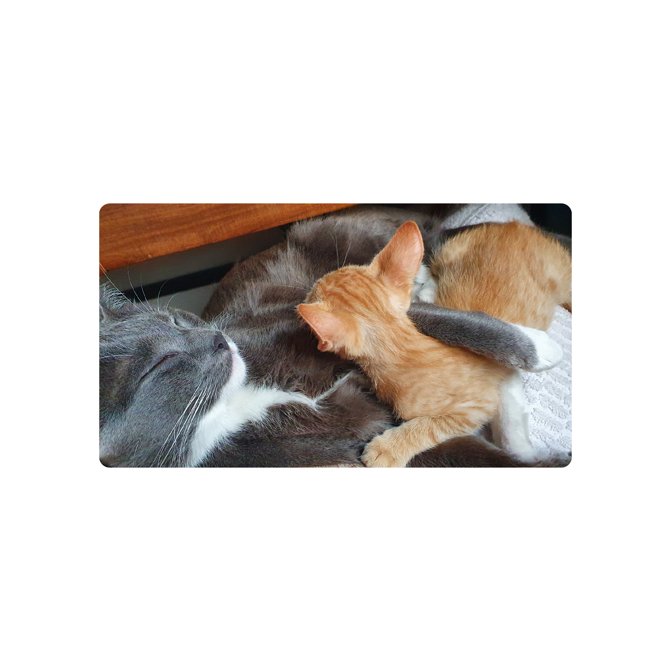 Mousepad Gatos durmiendo 90x50 Classic | Custom