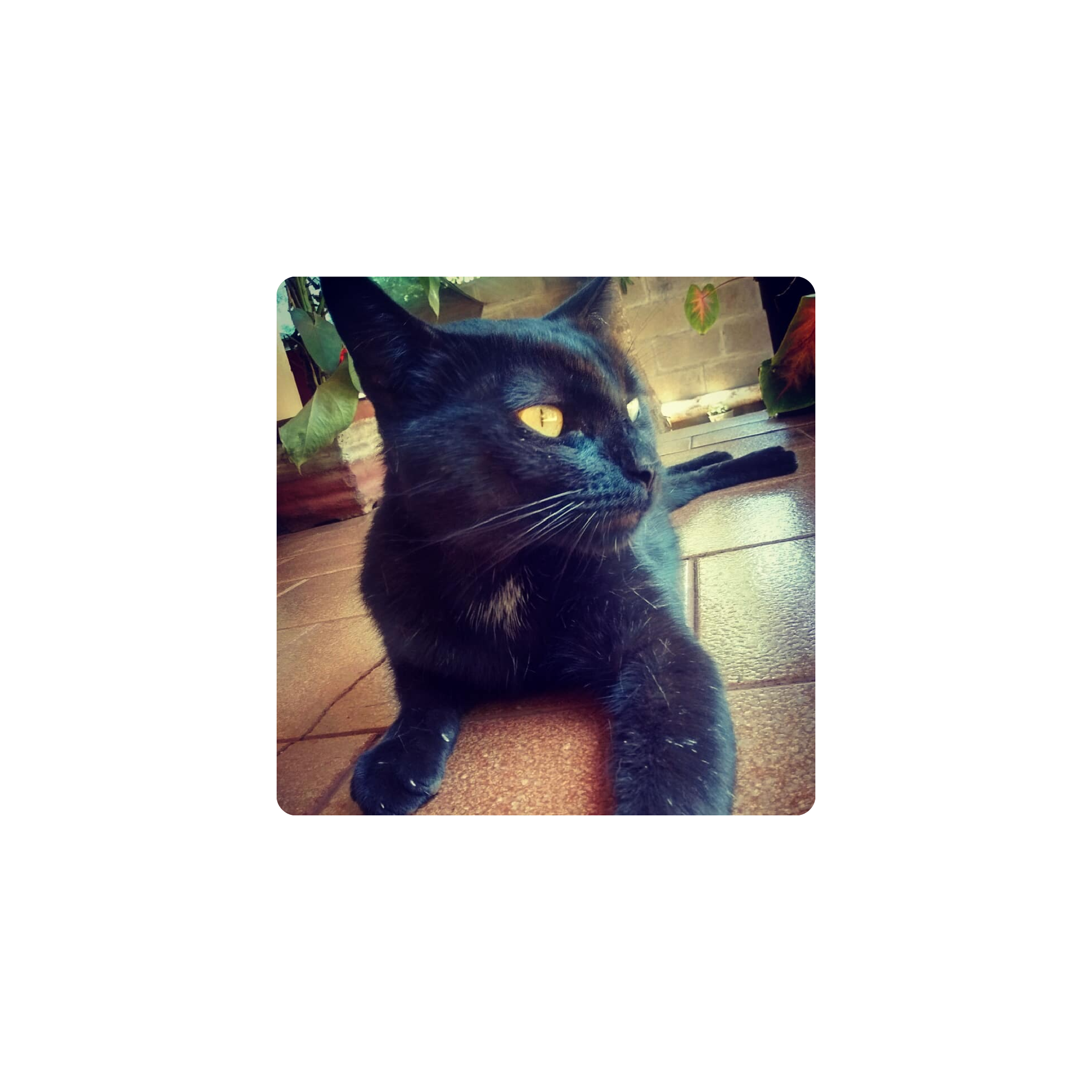 Mousepad Mordelon 35x35 PRO | Custom
