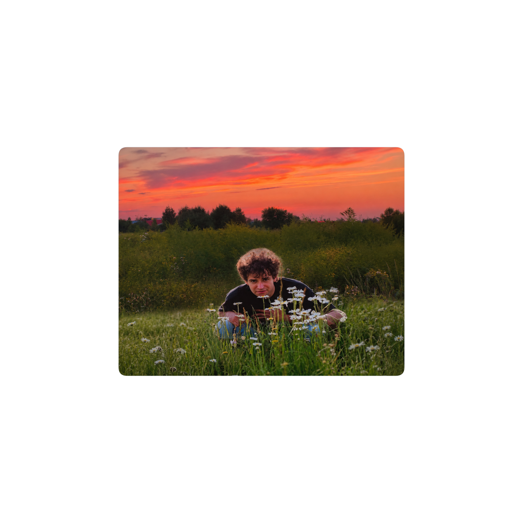 Cerati campo flores