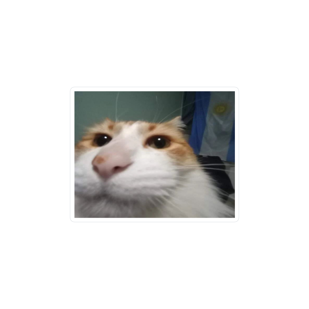 Gato chad argentino
