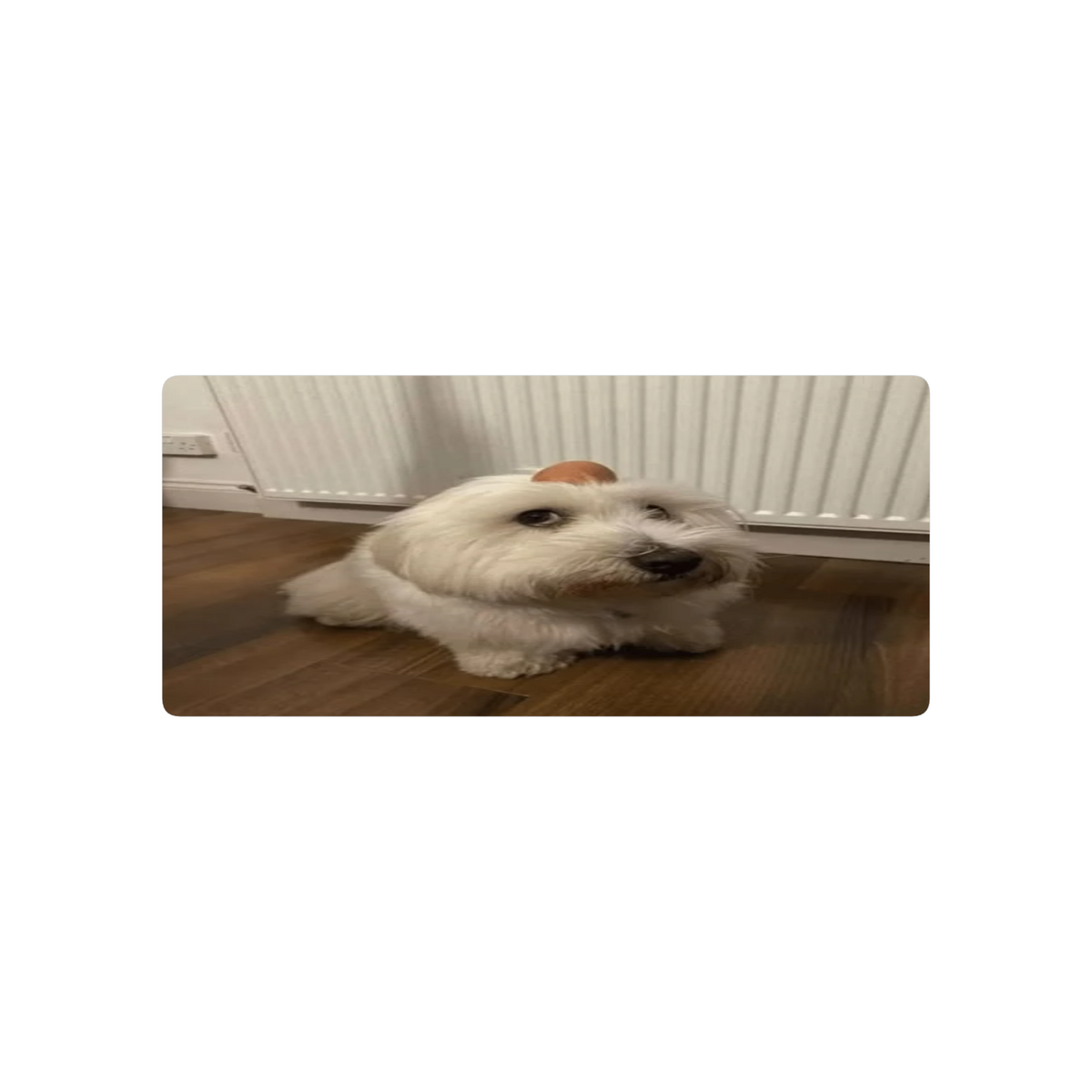 huevo con perro en la cabeza