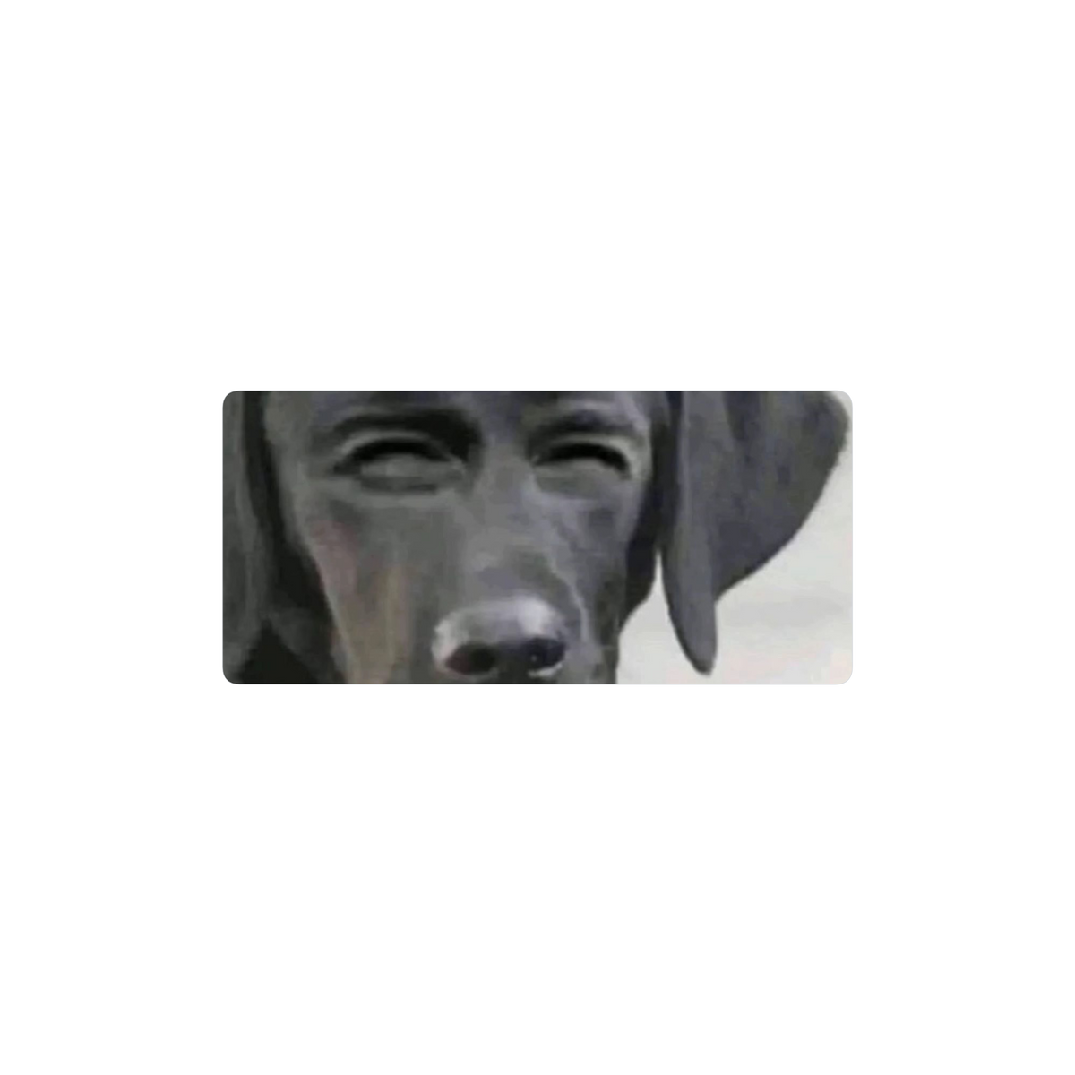 perro