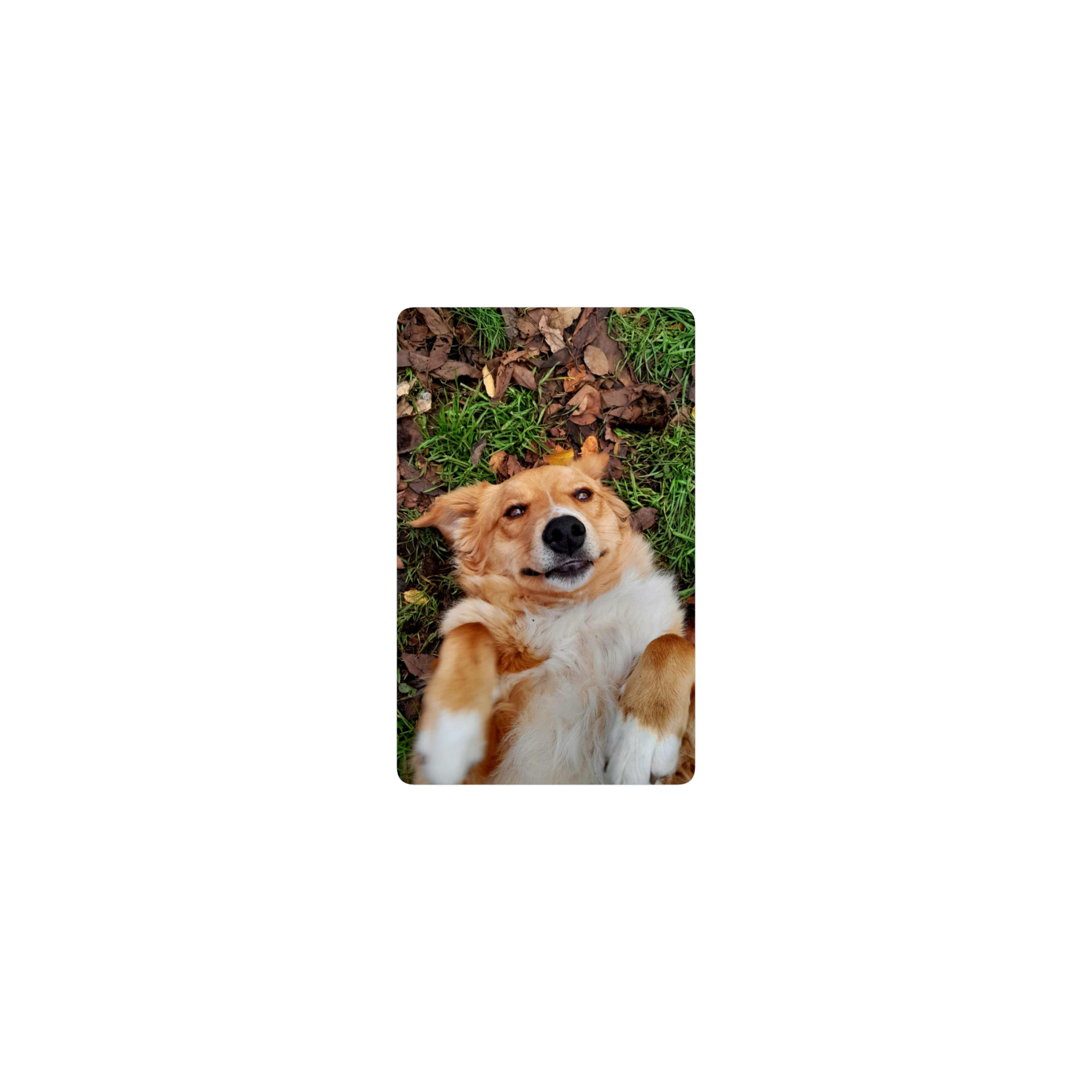 Perro Amarillo