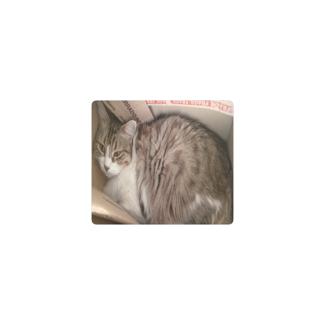 gato atrapado en el mousepad