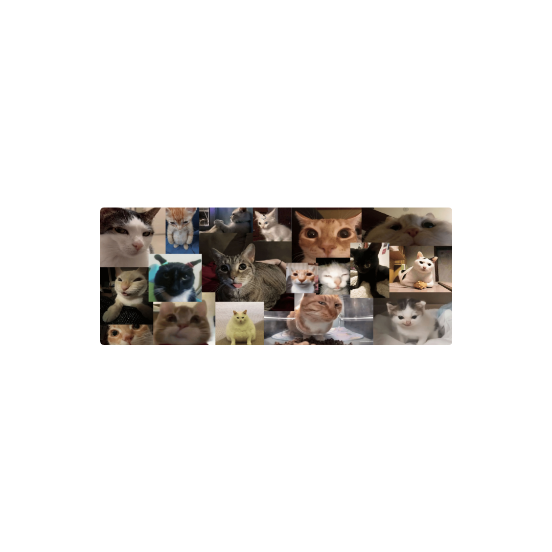 gatitos
