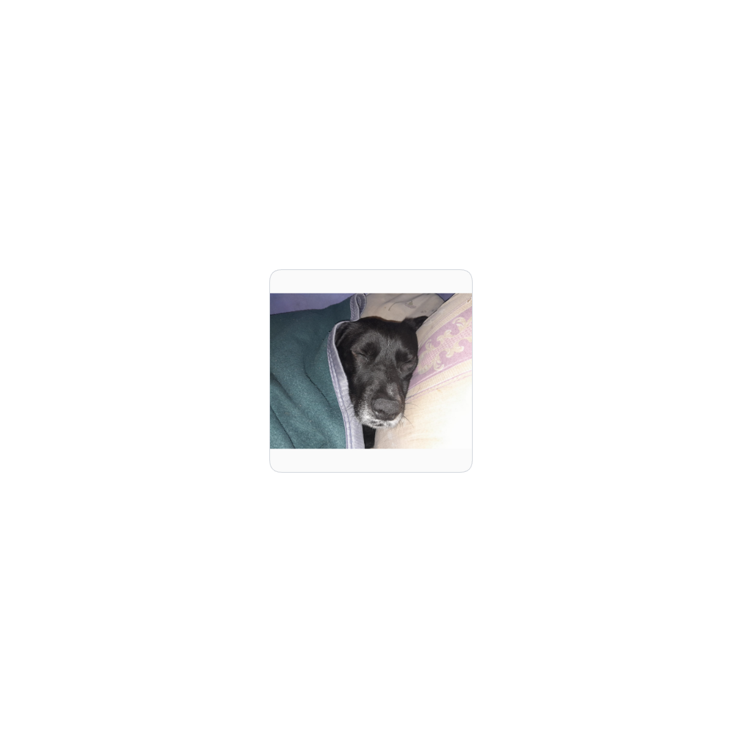 perro durmiendo