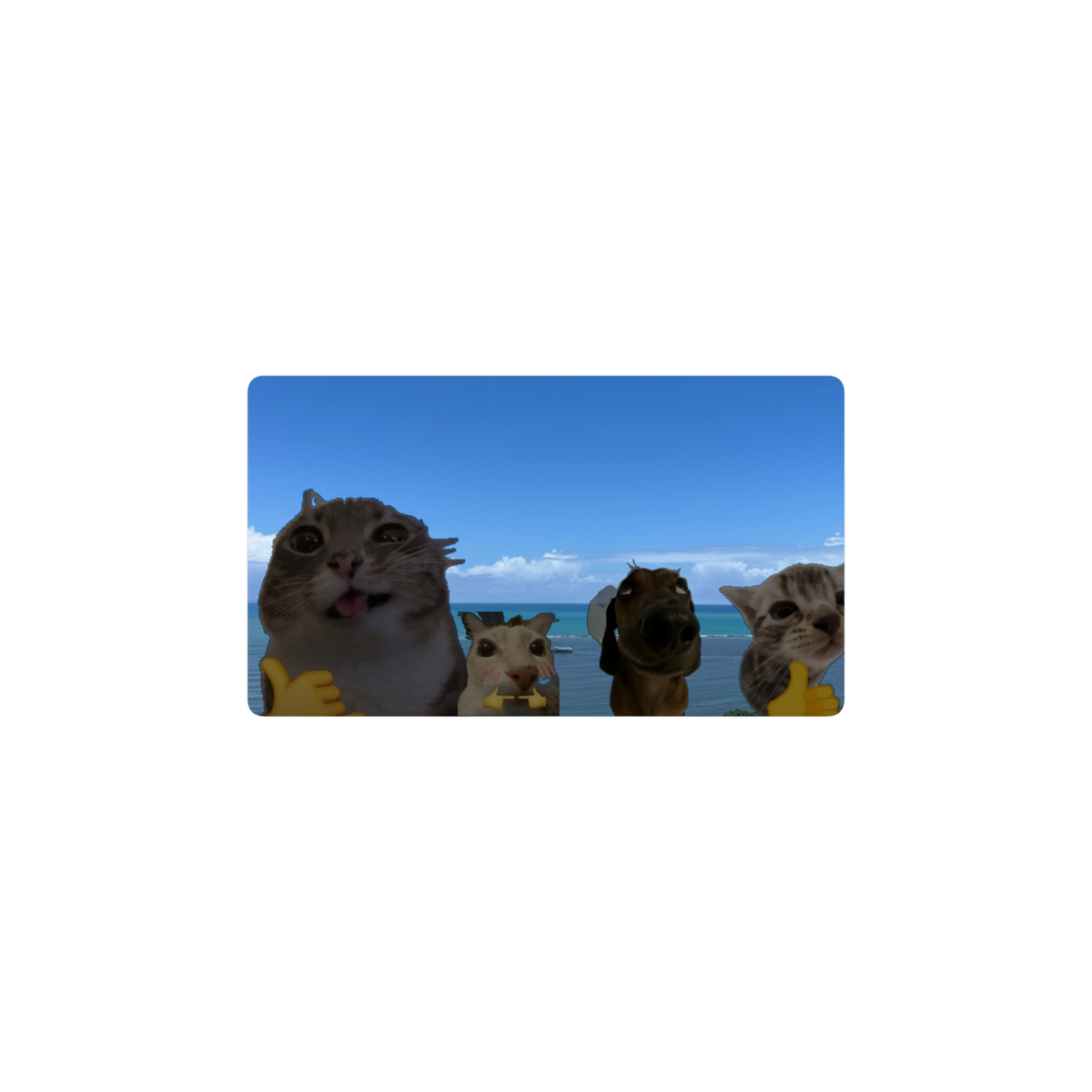 wasa uwu