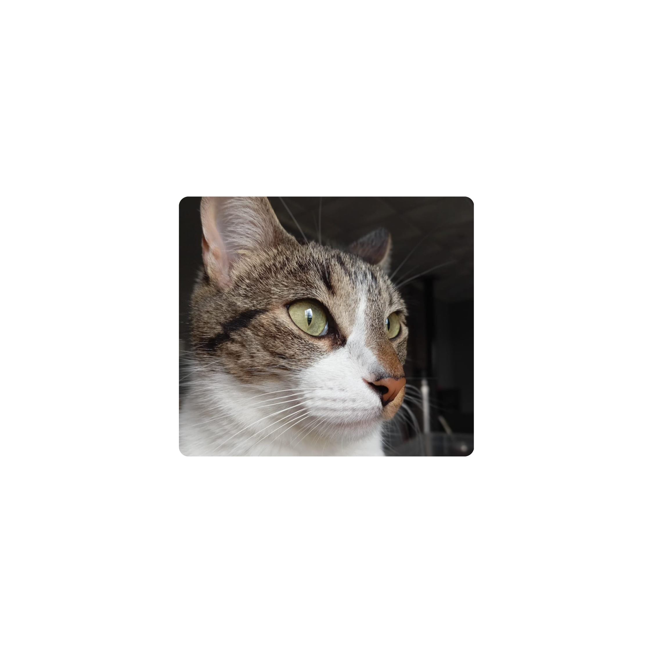 Mousepad Aries el gato 45x40 PRO | Custom