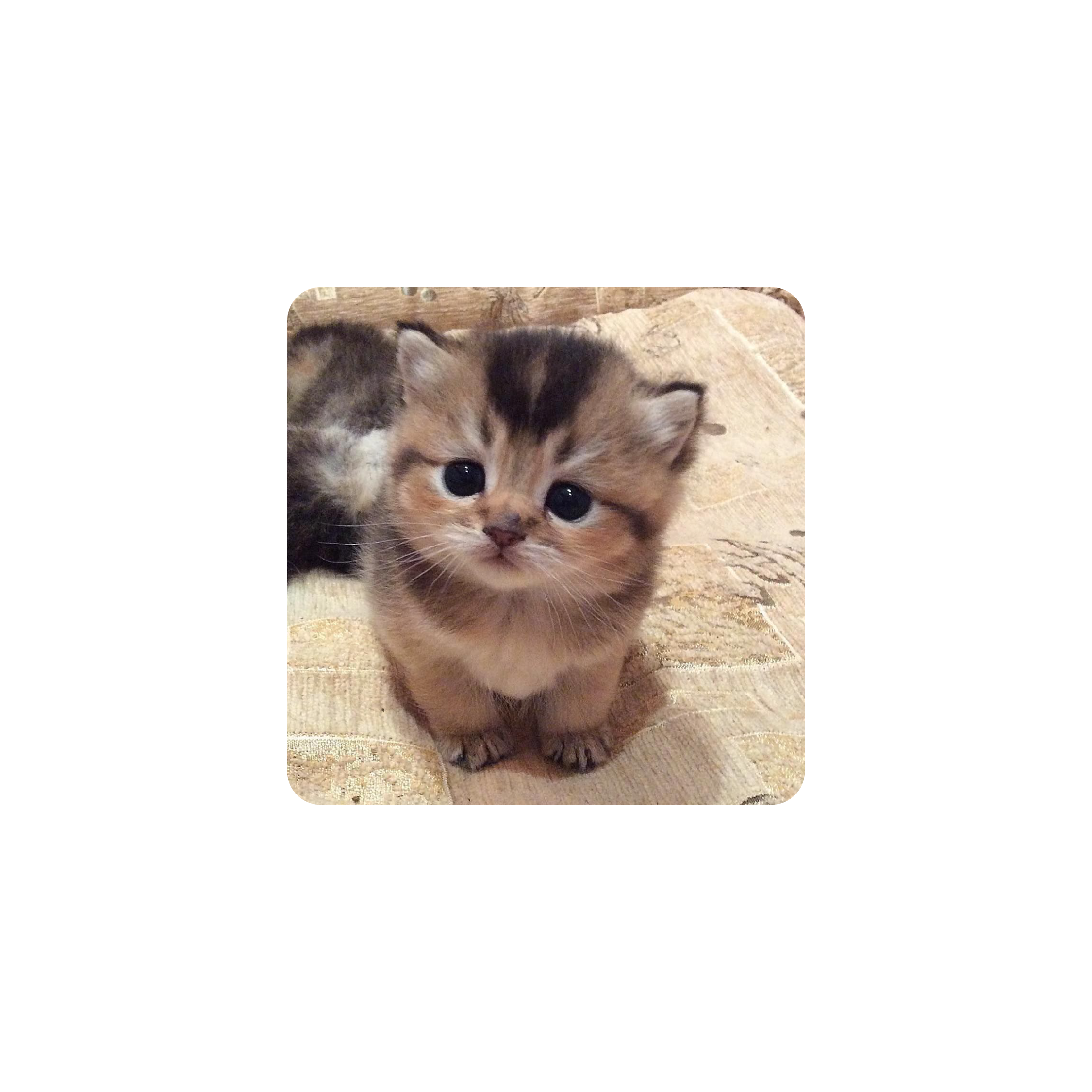 Mousepad Gatito lindo 40x40 PRO | Custom