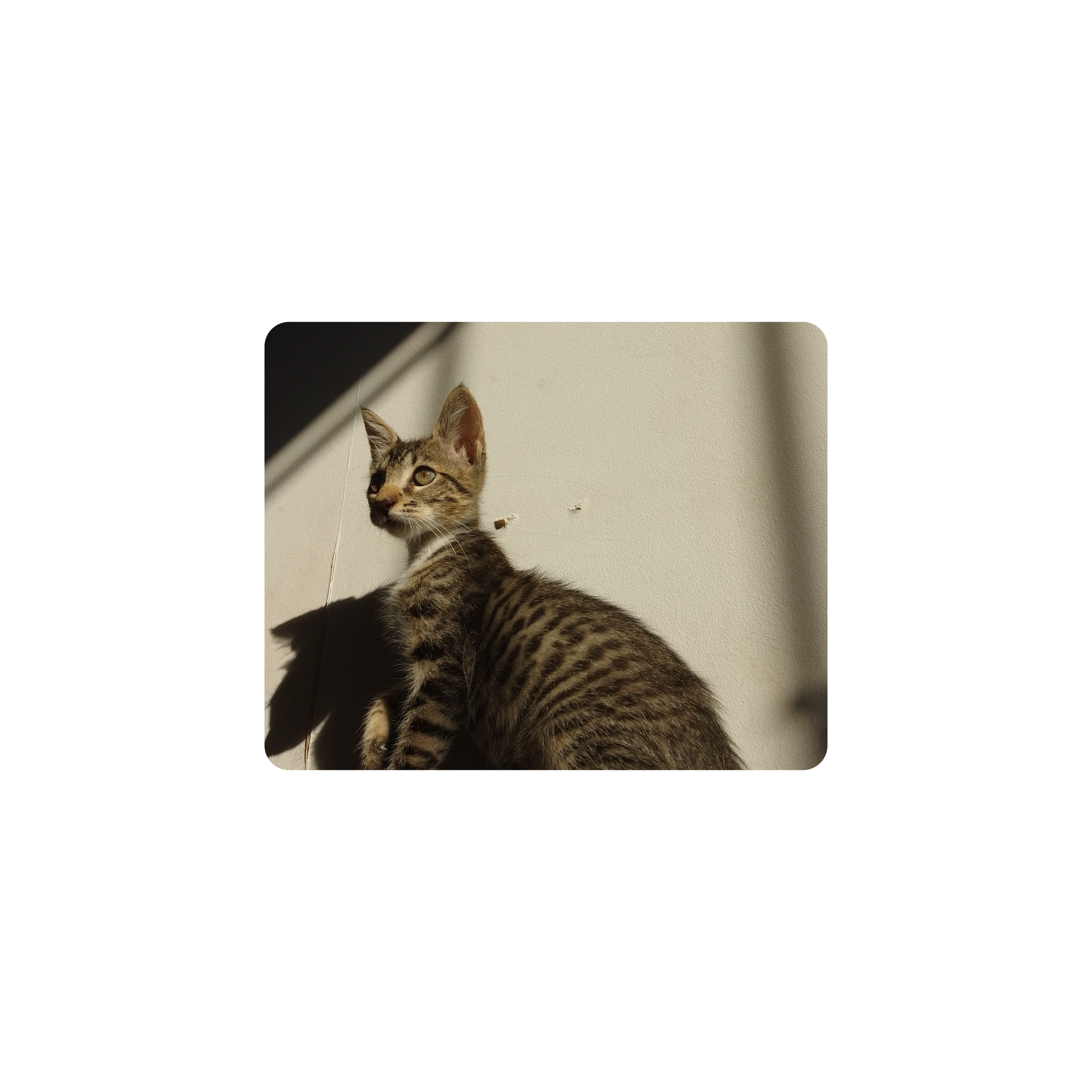 Mousepad Mendy 50x40 PRO | Custom
