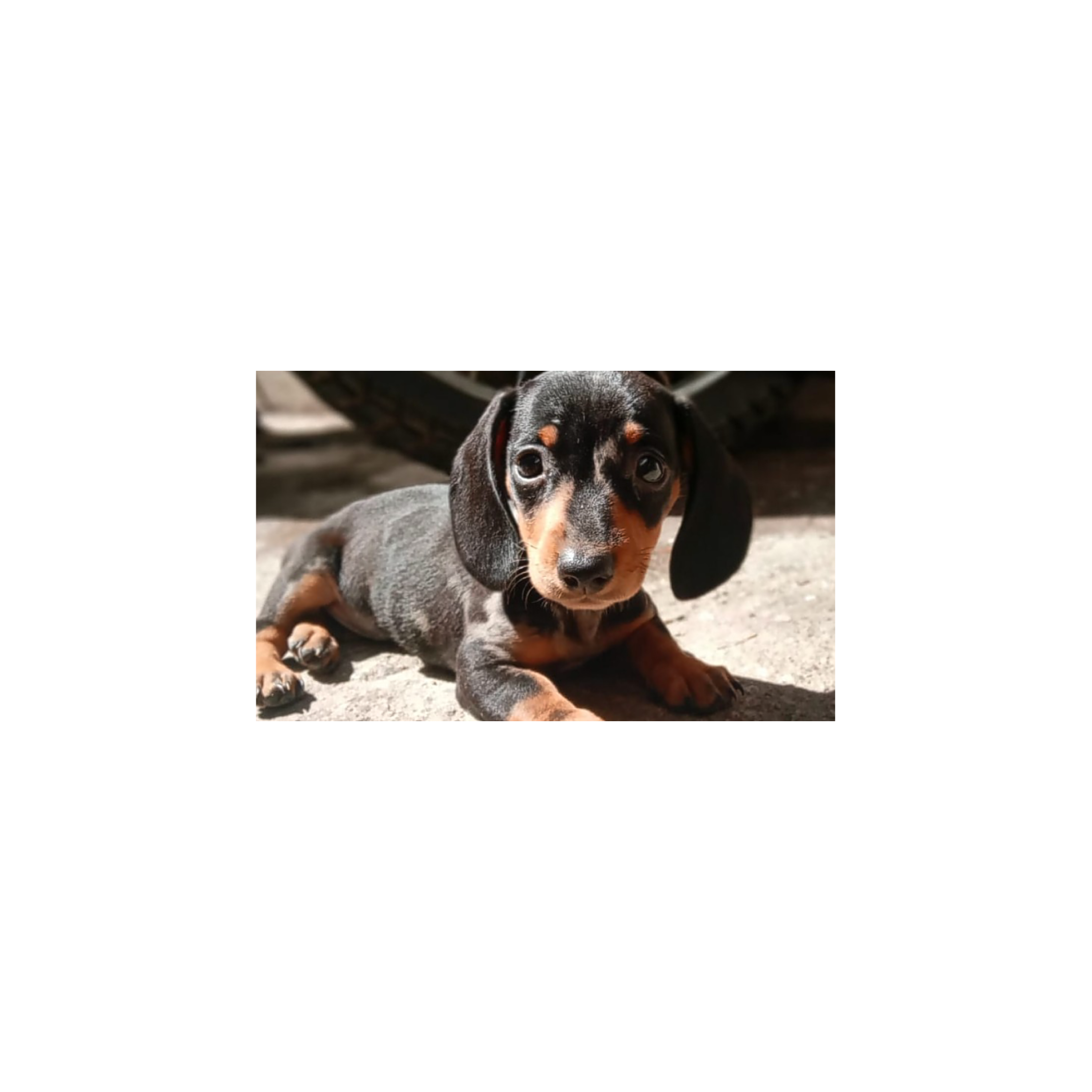 Mousepad Mí perrita salchicha 60x36 Classic | Custom