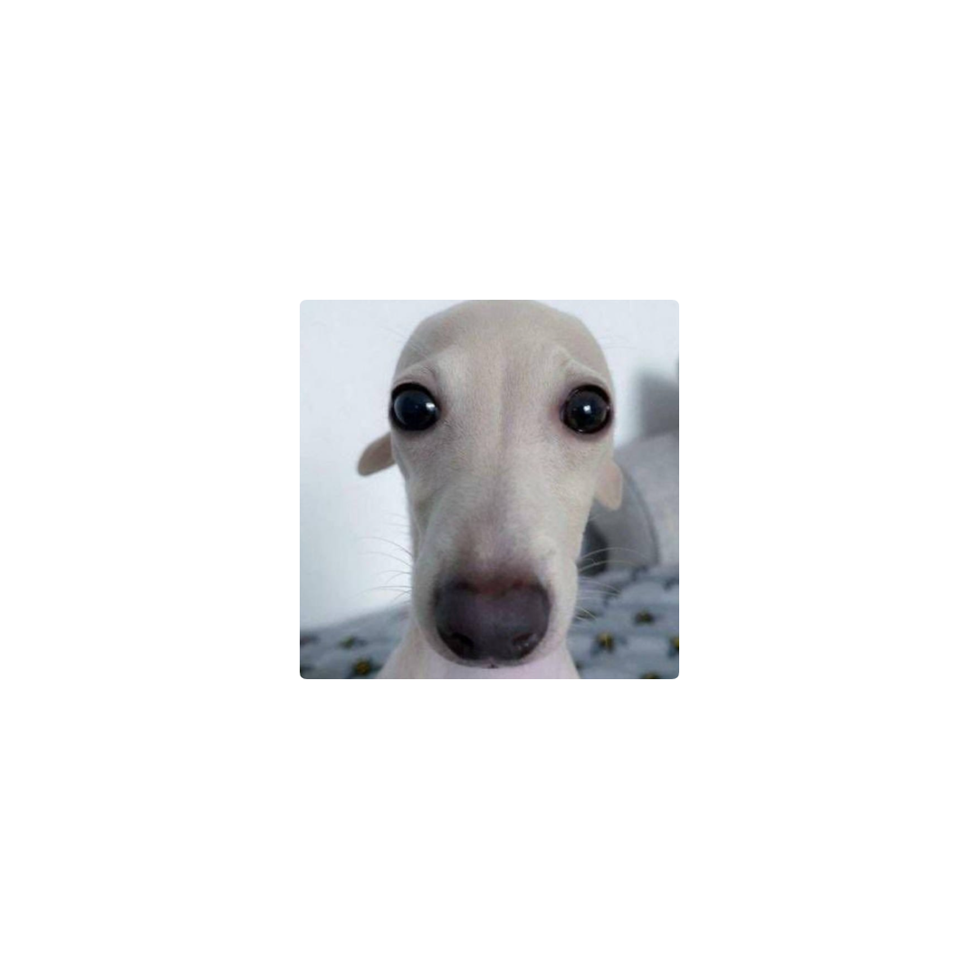 Perro Asustado