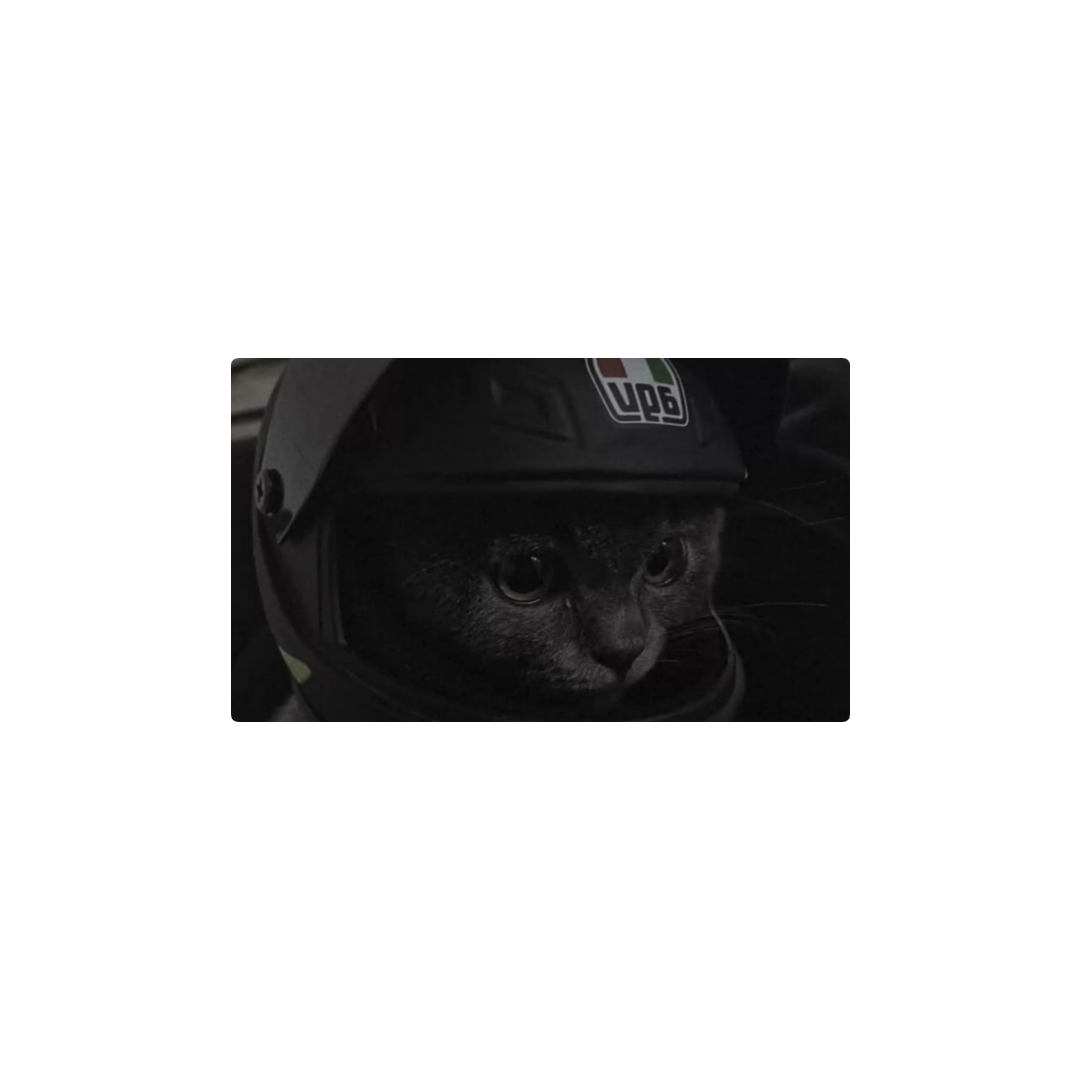 gatito