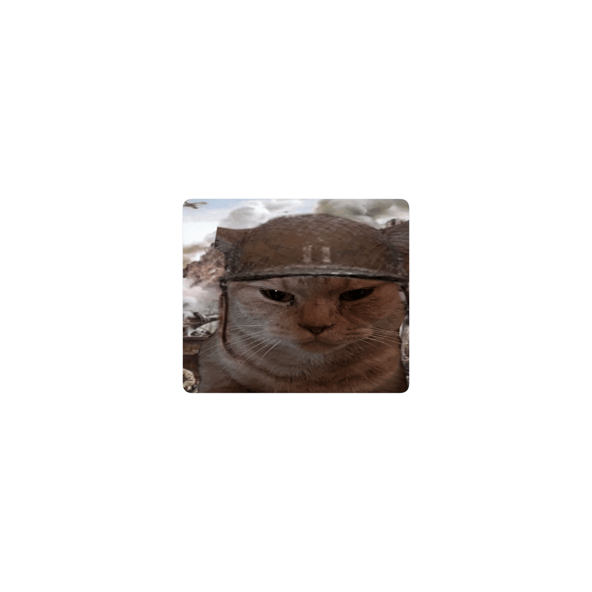 niggicat