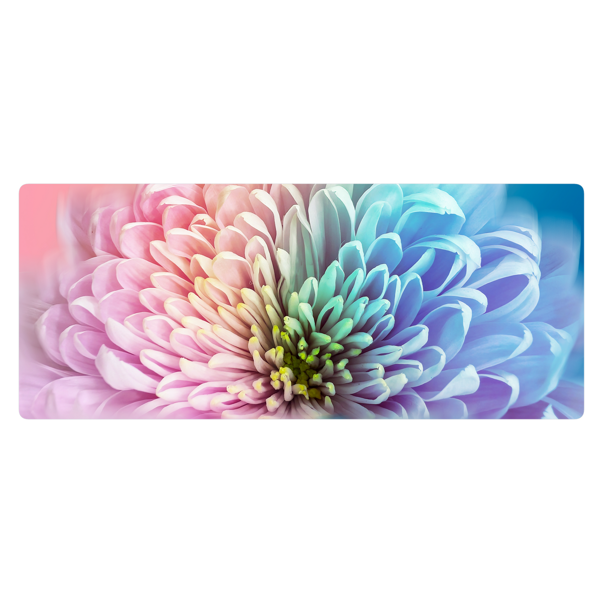 Chrysanthemum