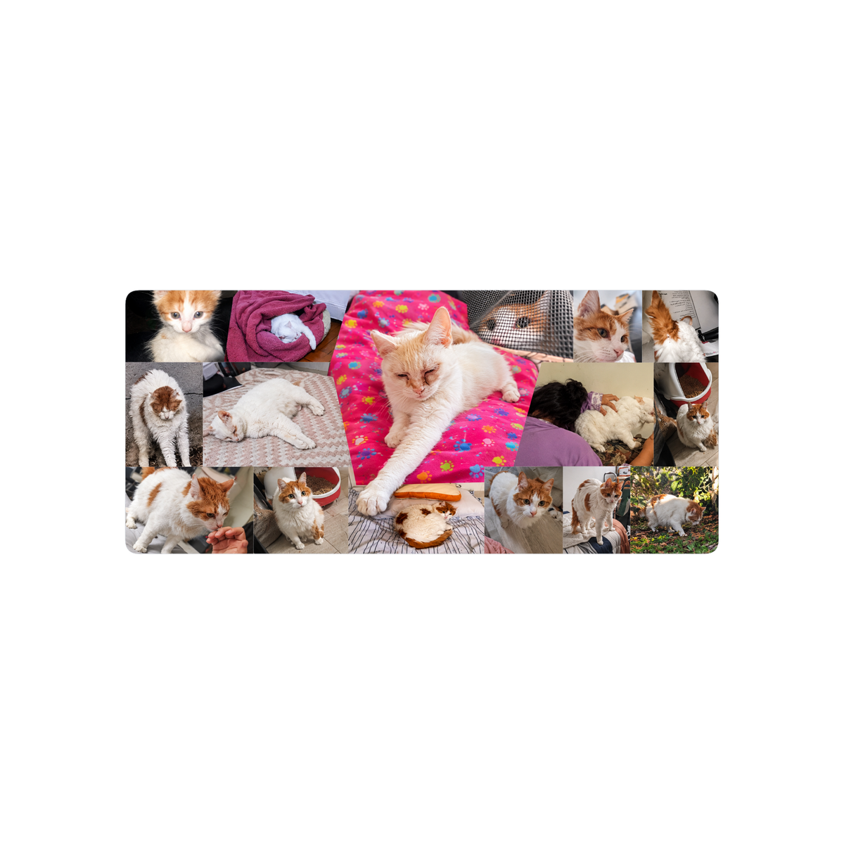 Colage gatitos