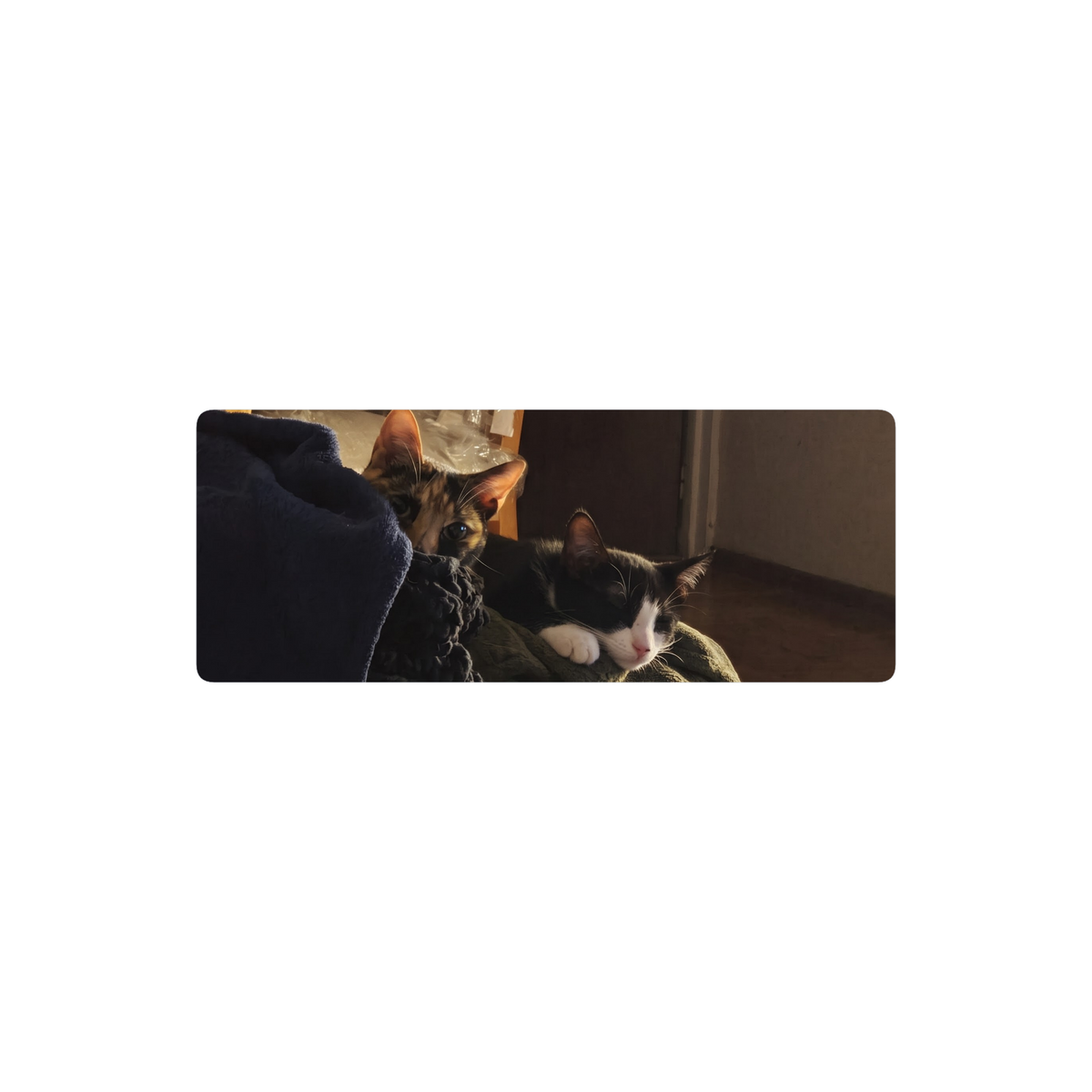Gatitos