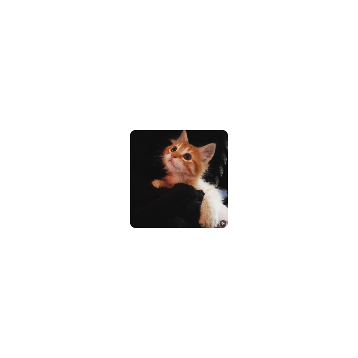 Gato