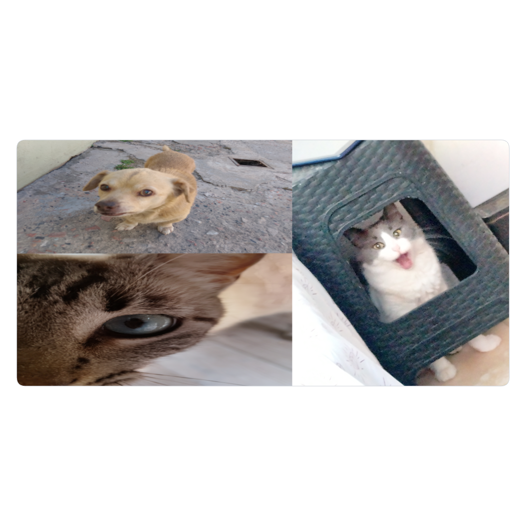 Animals