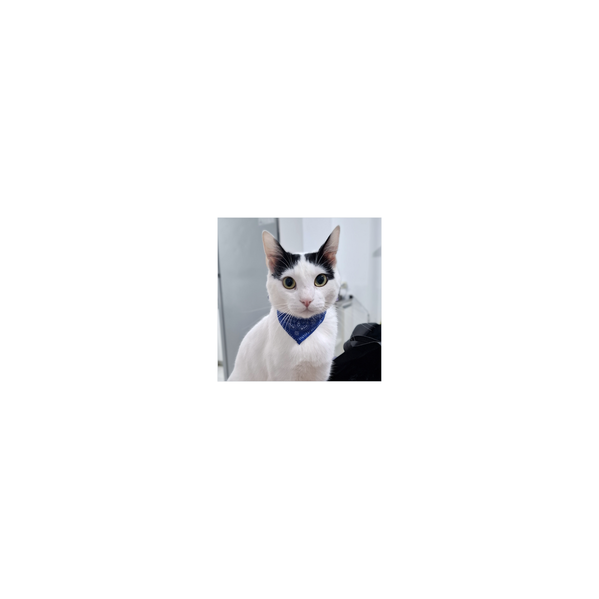 Milo
