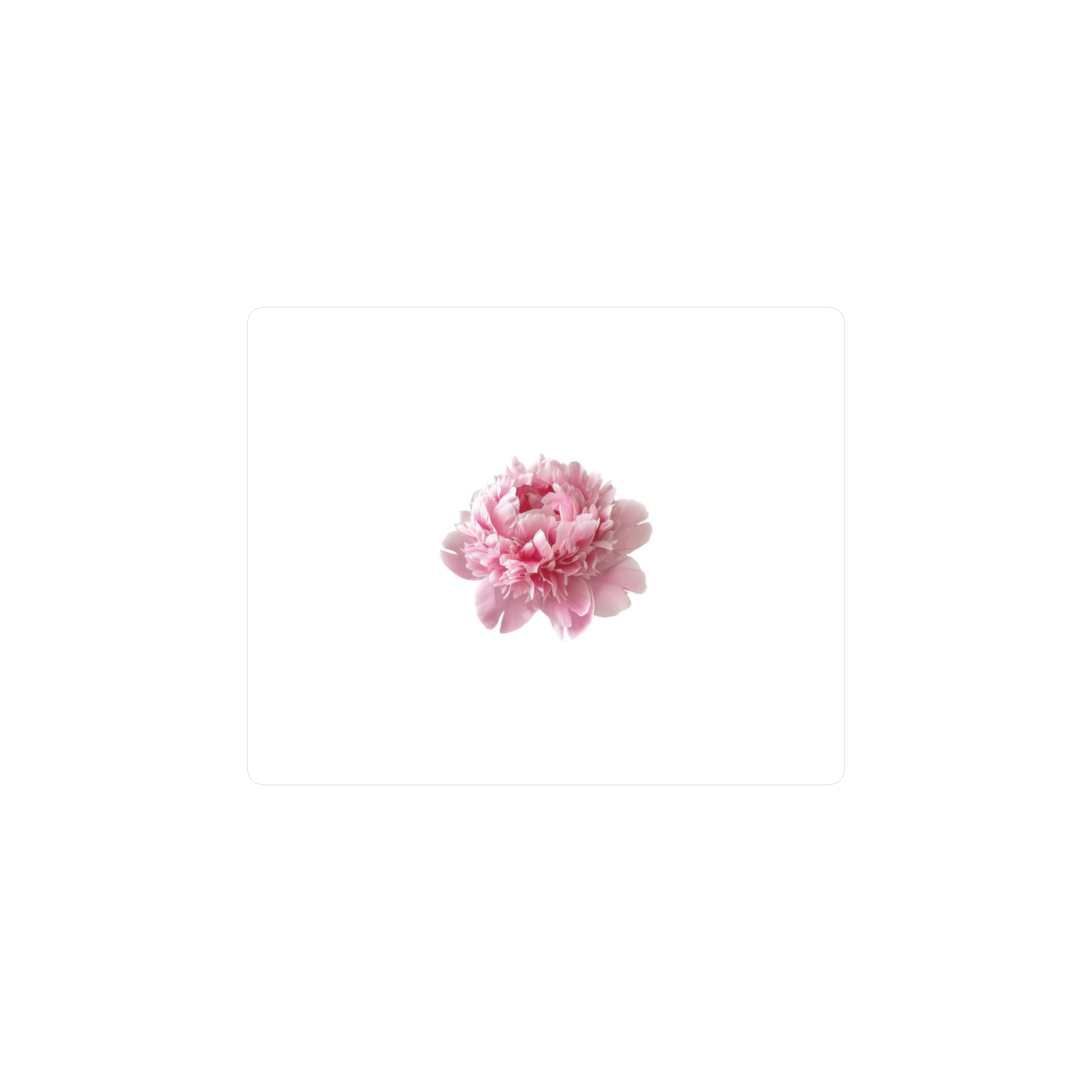 peonia rosa mar