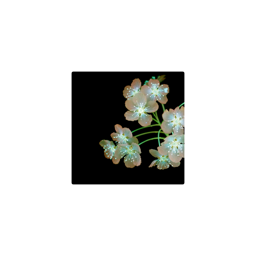 Flores
