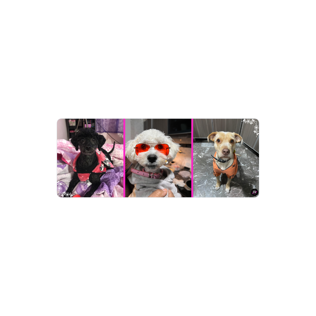 perritos