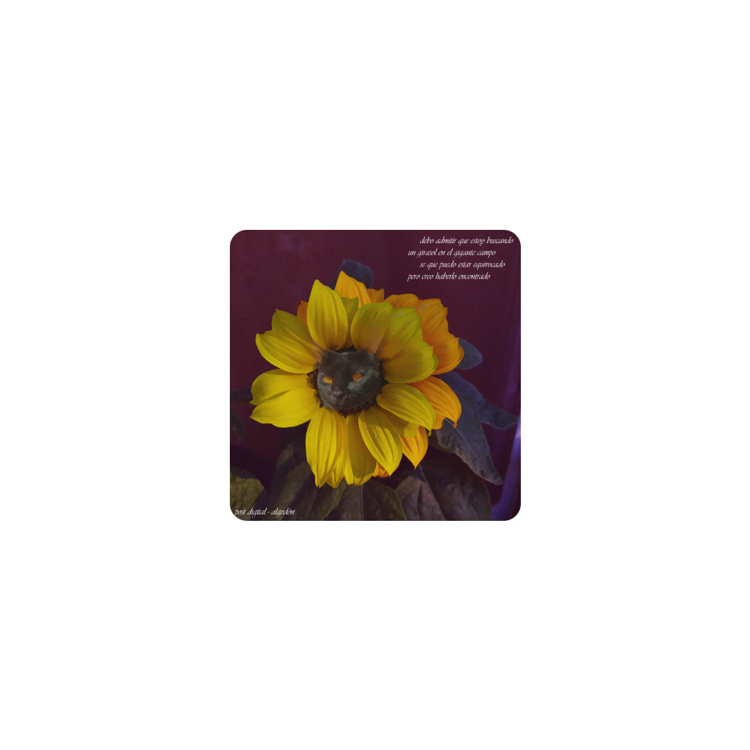 morochita girasol1