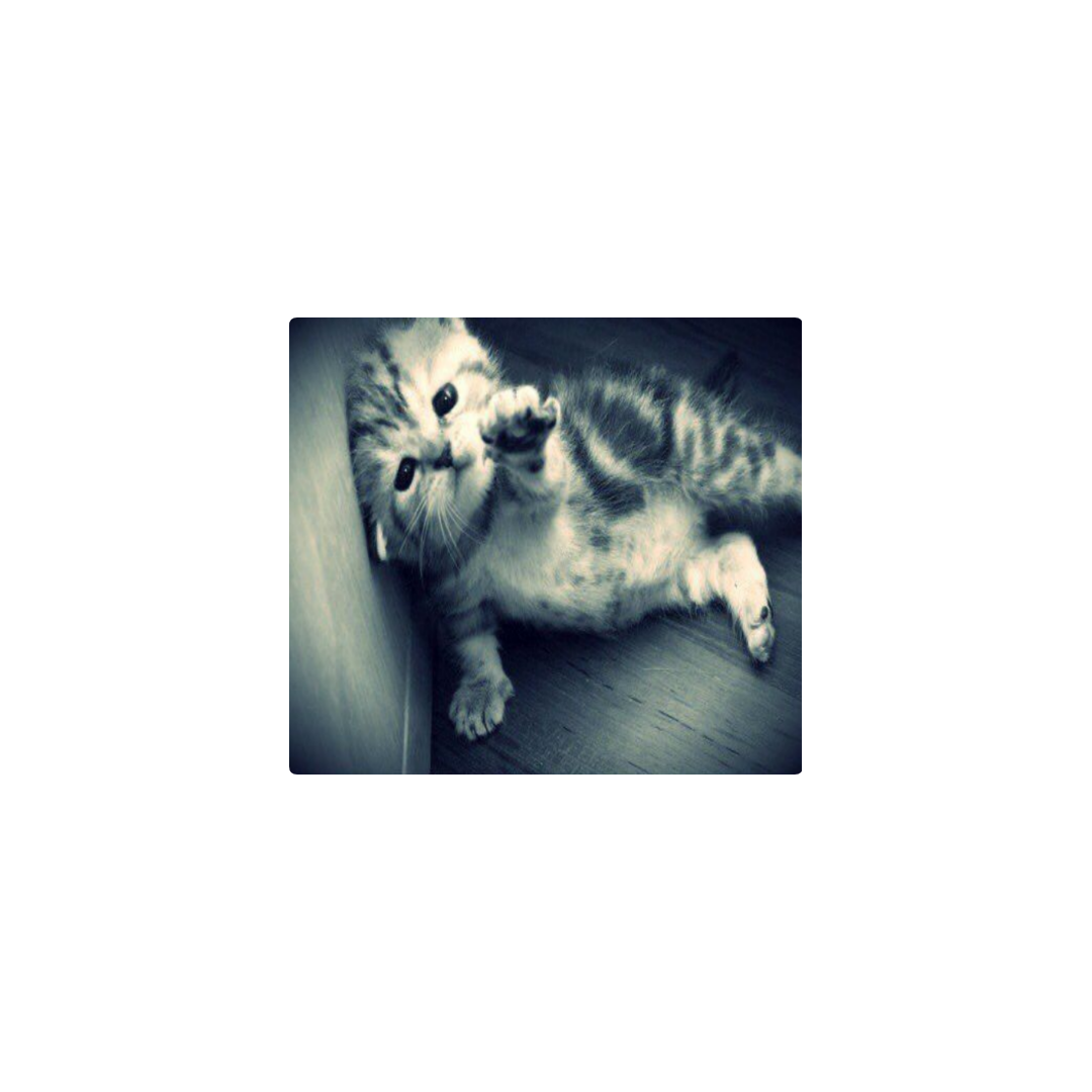 gatopobre