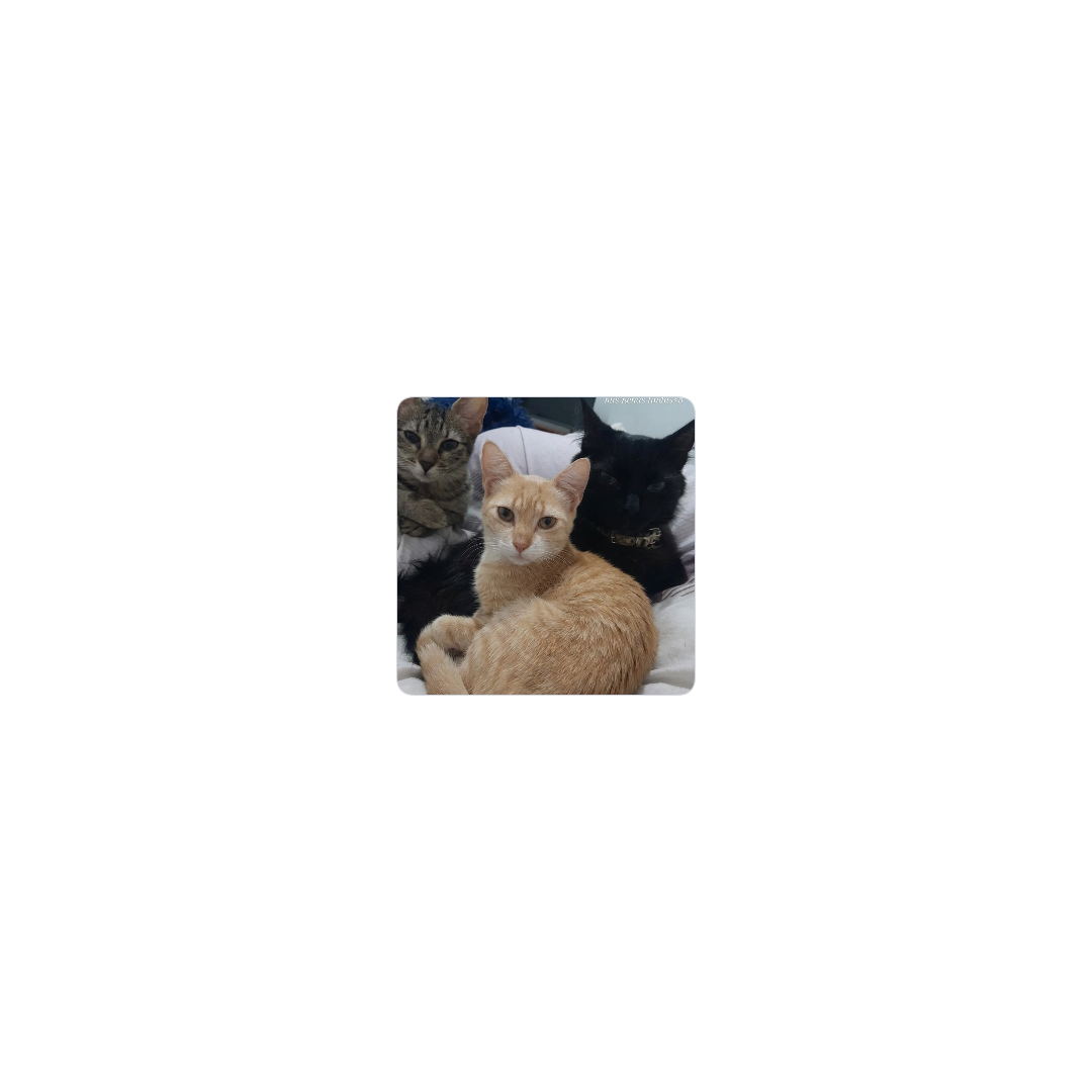 gatitos