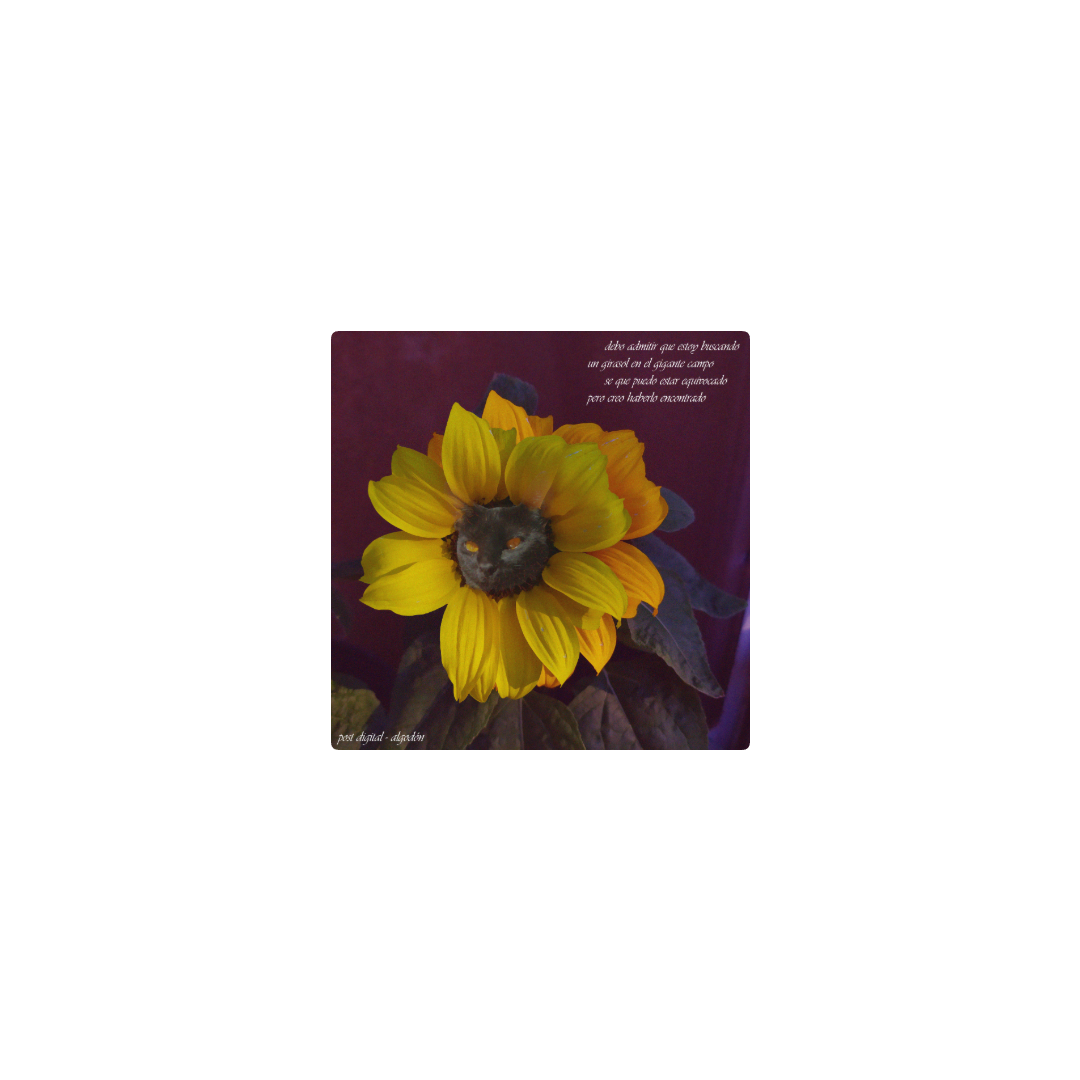 morochita girasol