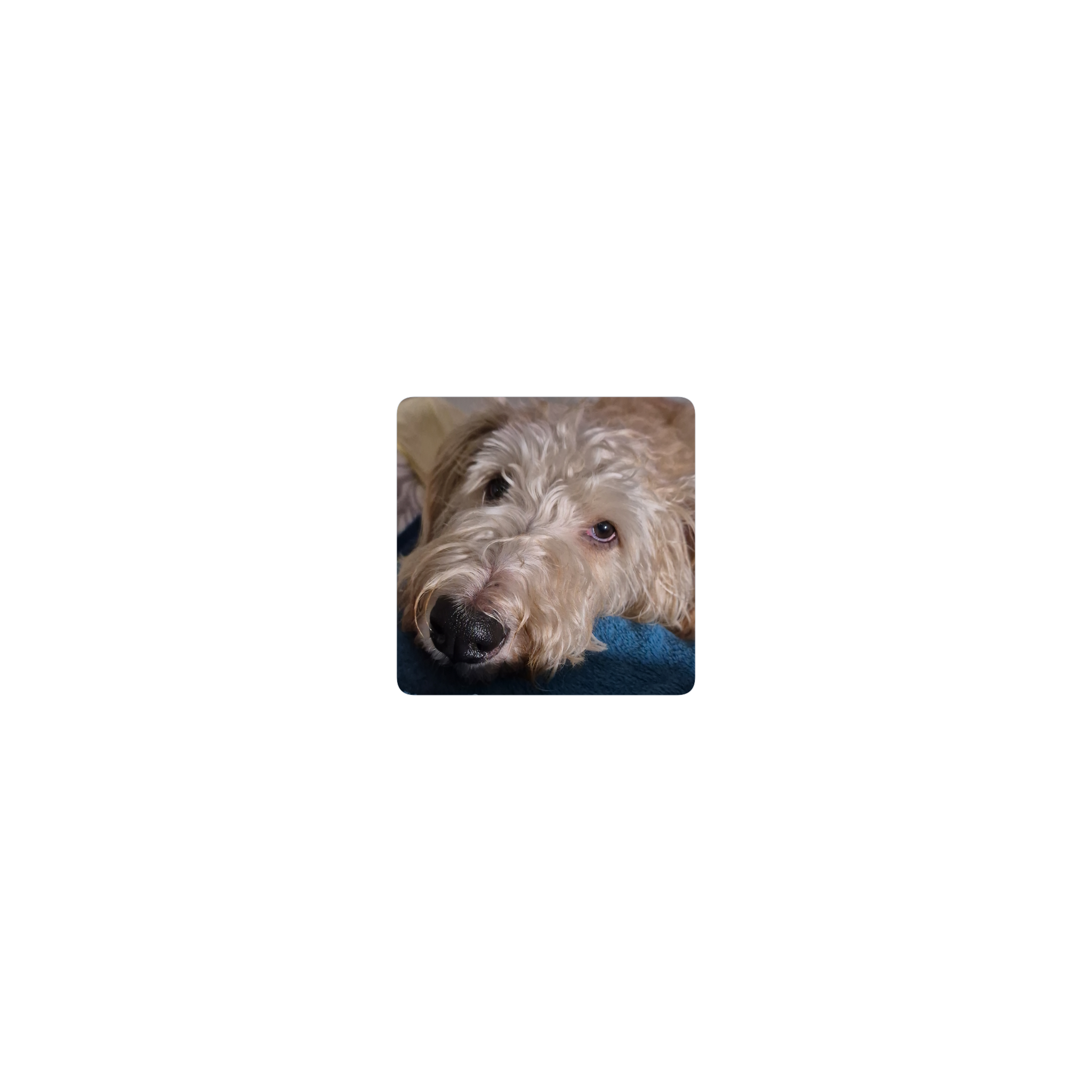 Rufo