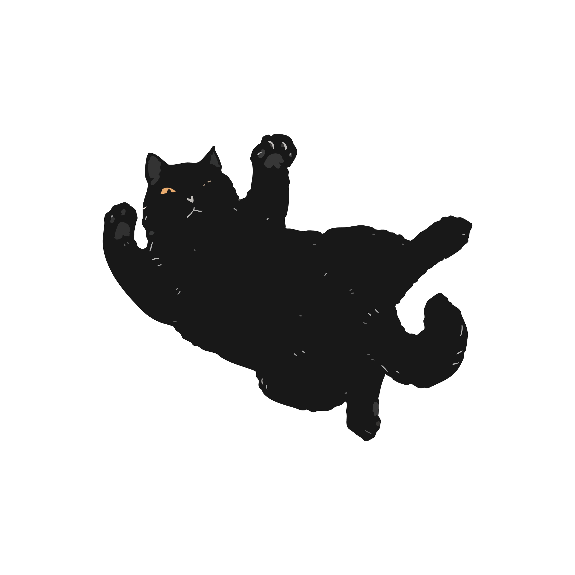 Black Cat 43x43 | MgM FORMS